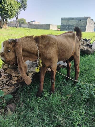betal Bakra for sale