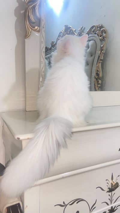 Persian male cat
