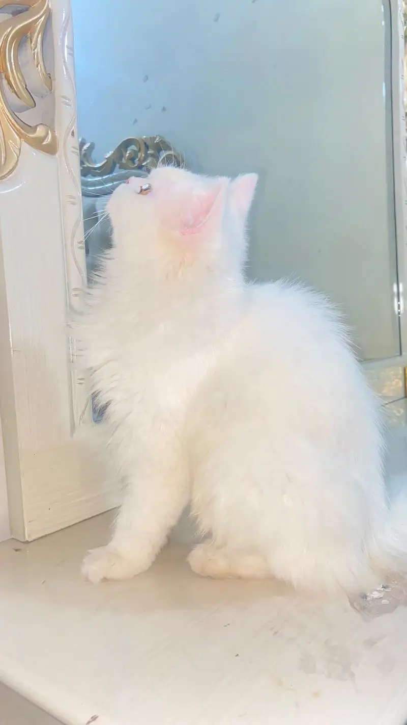 Persian male cat — photo 2