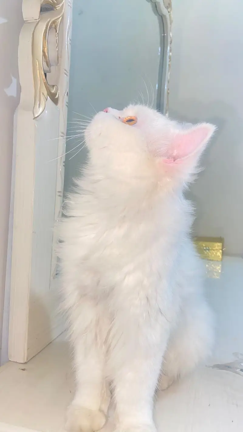 Persian male cat — photo 3