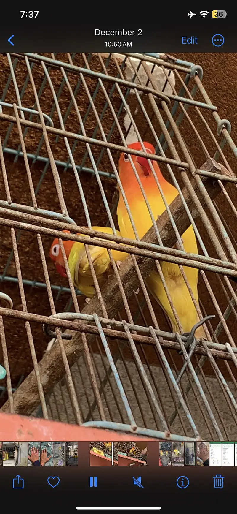 Lutino fishri red eyes — photo 2