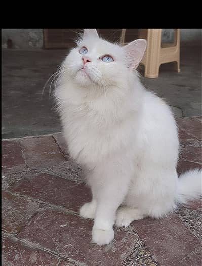 Male Cat Blue Eyes Double Coated Currently Trimmed