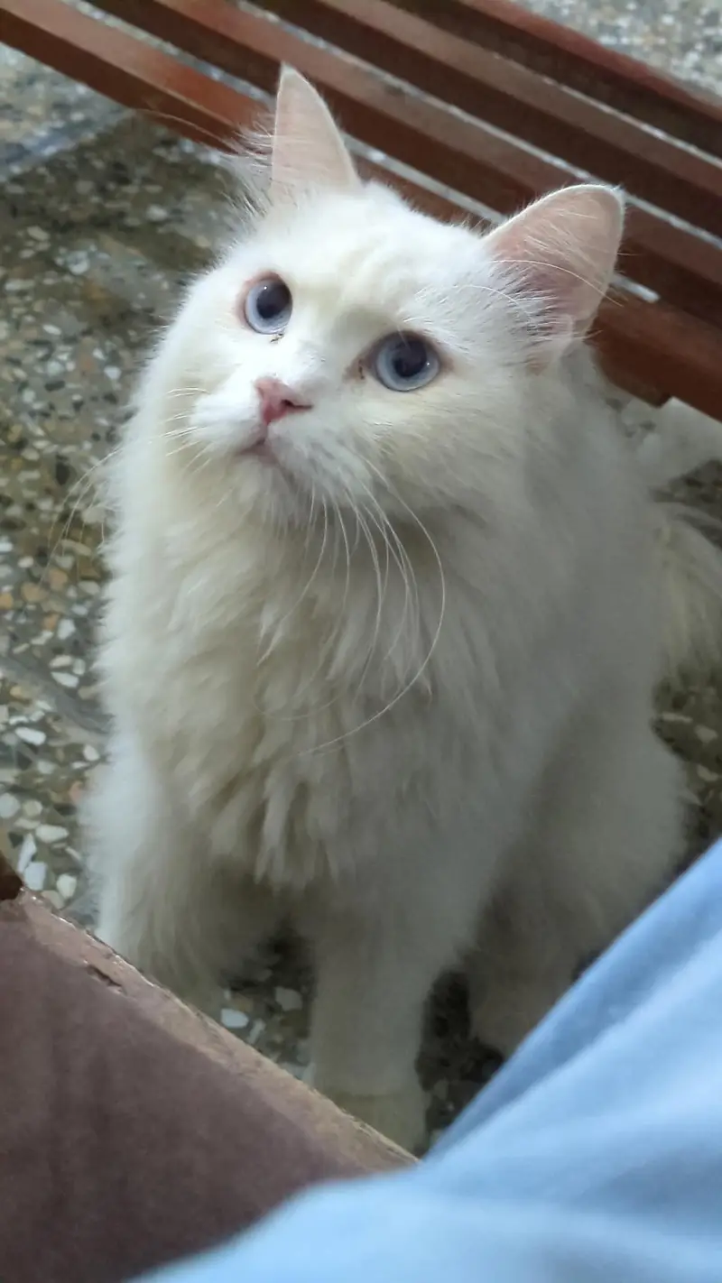 Male Cat Blue Eyes Double Coated Currently Trimmed — photo 2