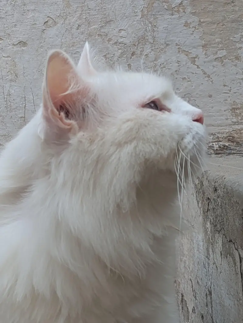 Male Cat Blue Eyes Double Coated Currently Trimmed — photo 3