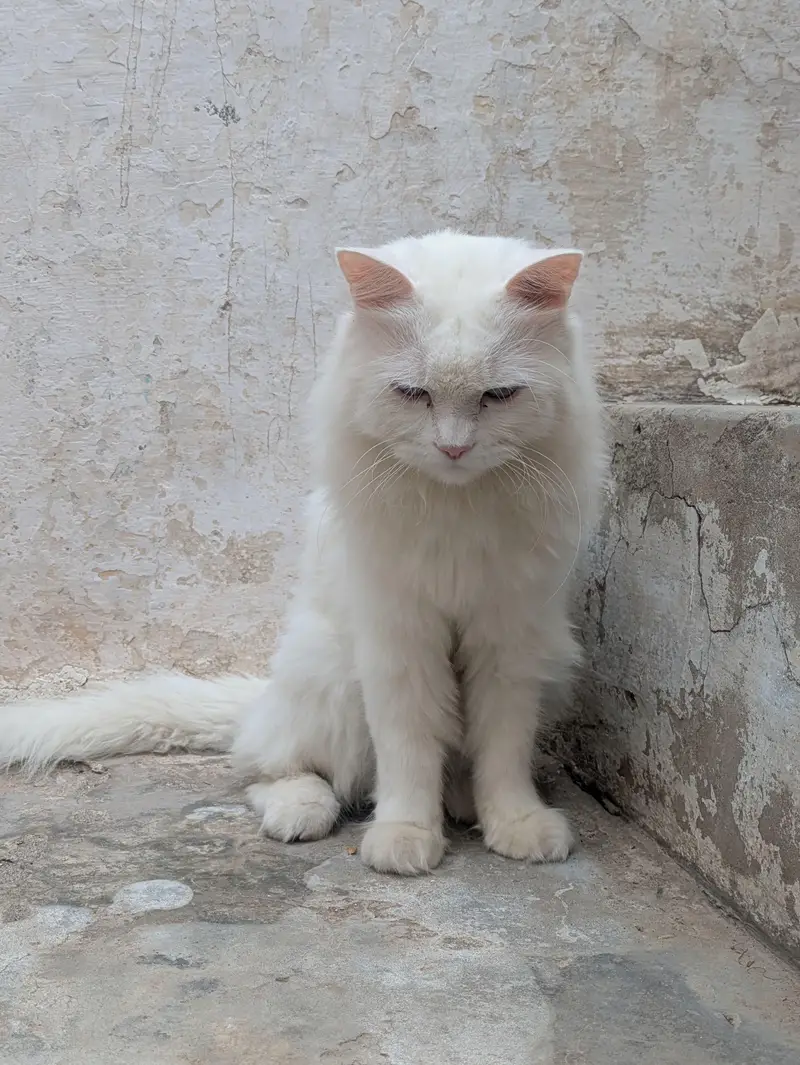 Male Cat Blue Eyes Double Coated Currently Trimmed — photo 4