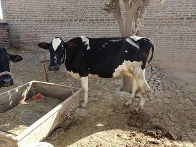 Friesian cow