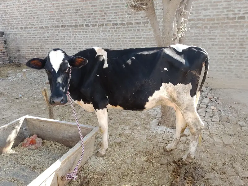 Friesian cow — photo 2