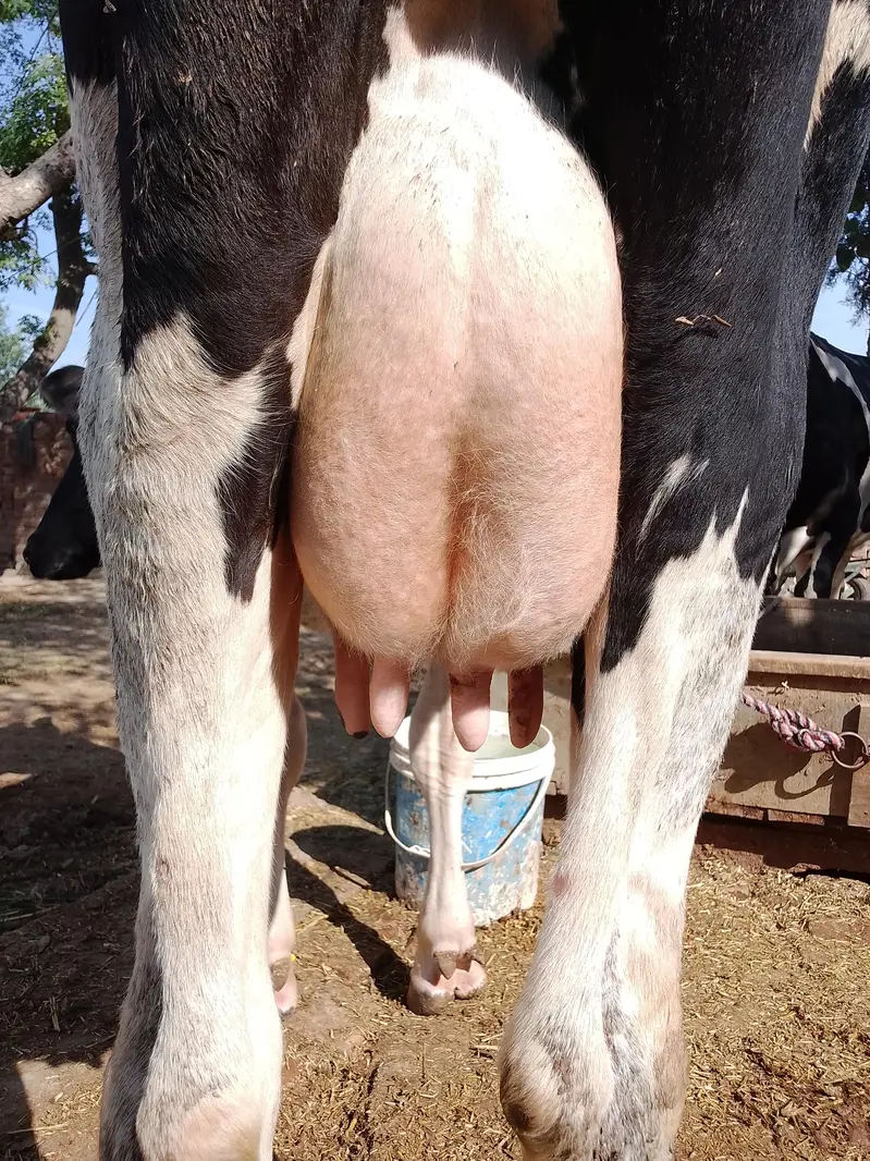 Friesian cow — photo 3