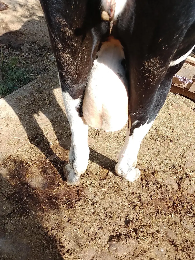 Friesian cow — photo 4