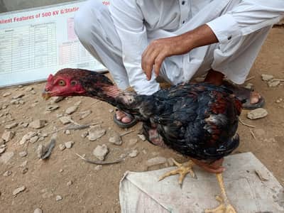 Aseel cock for sale