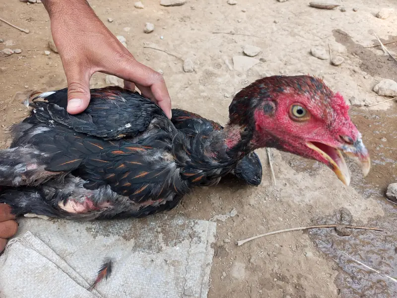 Aseel cock for sale — photo 2