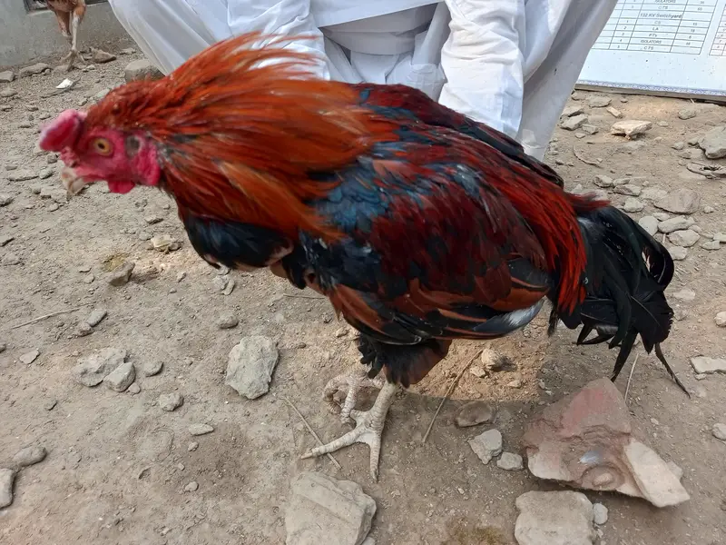 Aseel cock for sale — photo 3