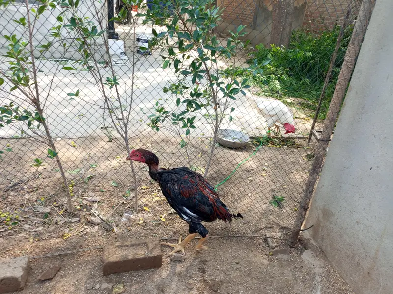 Aseel cock for sale — photo 4