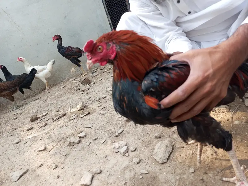Aseel cock for sale — photo 5