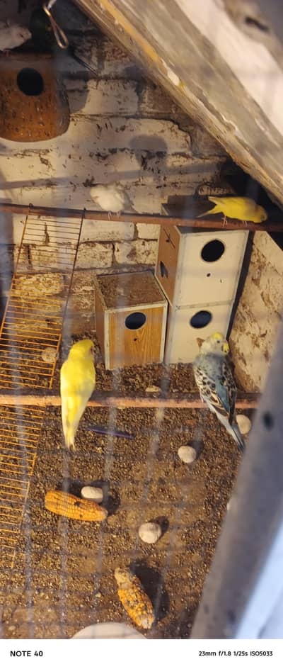 Australian birds