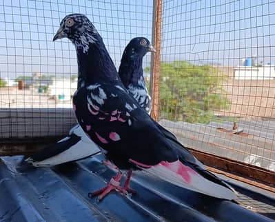 rampori  & zeraa pair
