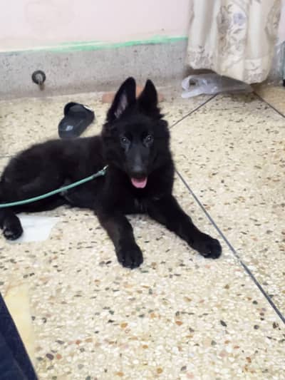 pedigeri dog black german shepherd