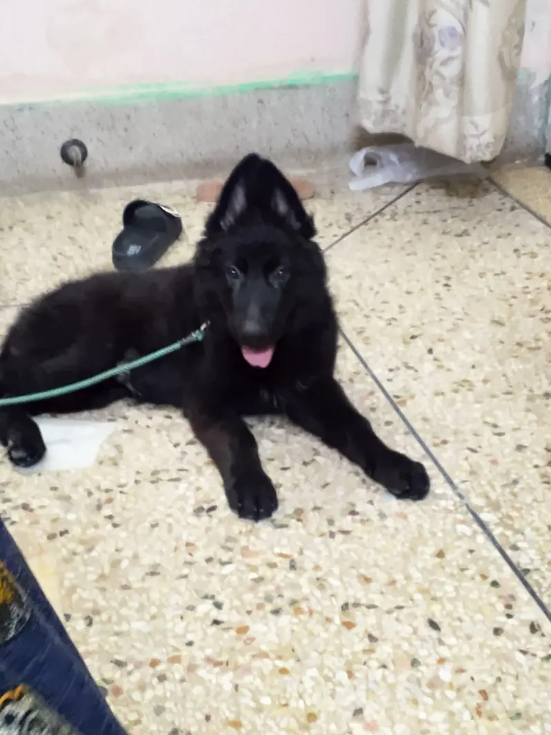 pedigeri dog black german shepherd — photo 2