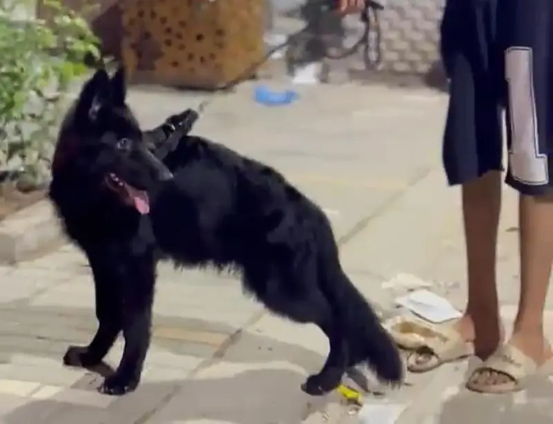 pedigeri dog black german shepherd — photo 3