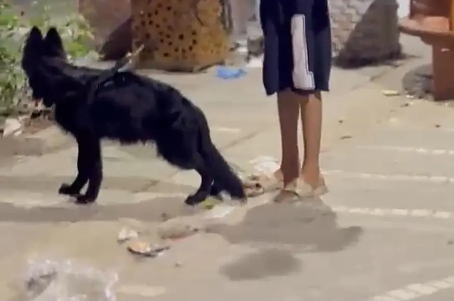 pedigeri dog black german shepherd — photo 4