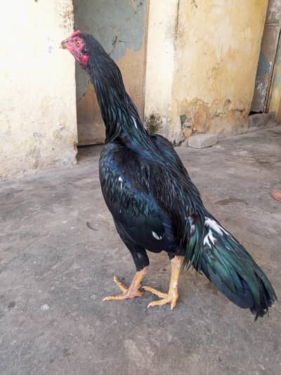Aseel lasani pathe for sale urgent loc WAH CANTT 03125641760