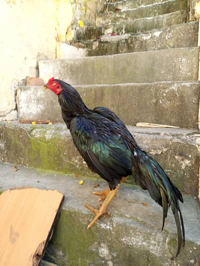 Aseel mushka pathe for sale urgent loc WAH CANTT 03125641760