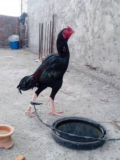 Assel murgaa ha  jis bhai NY Lana ha rabta Kary