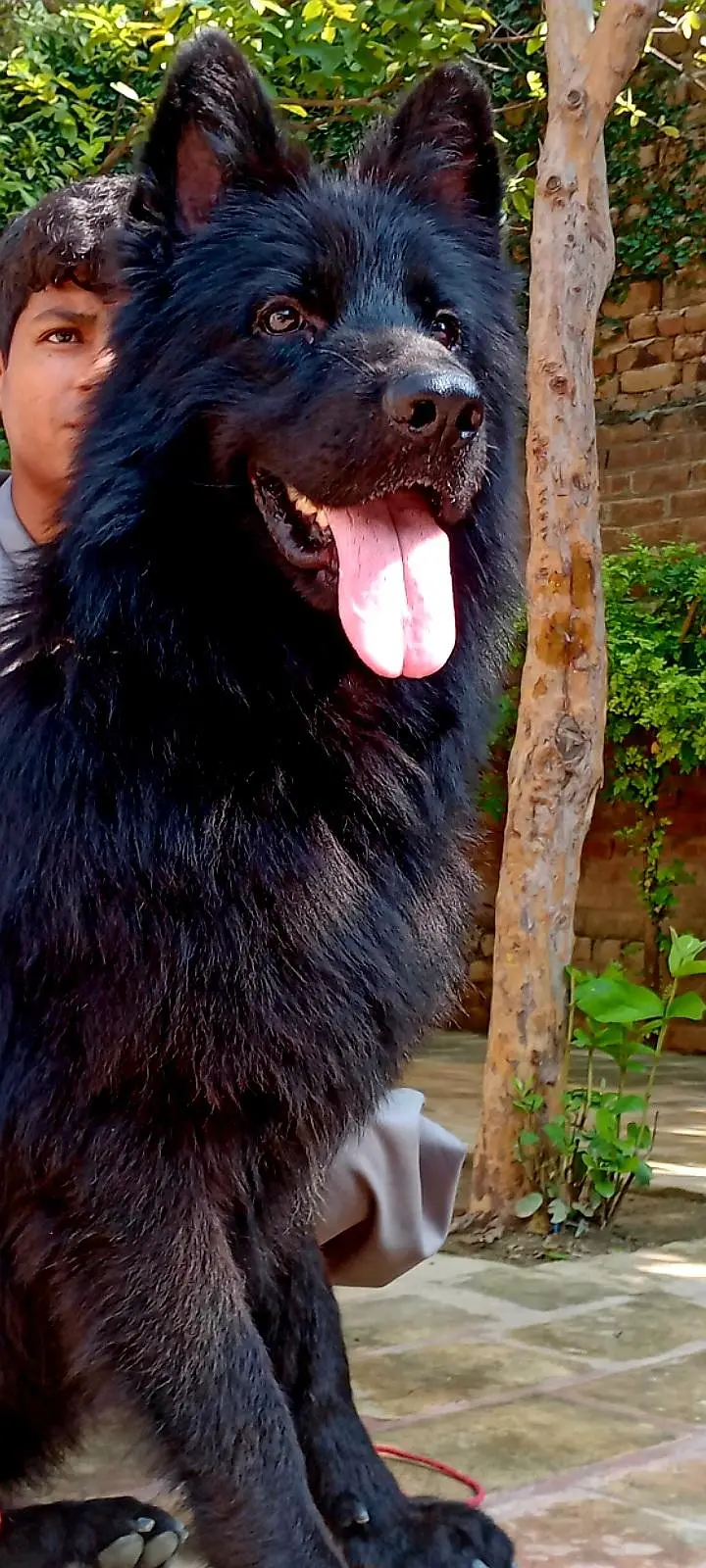 A very butiful mail dog for new home — photo 2