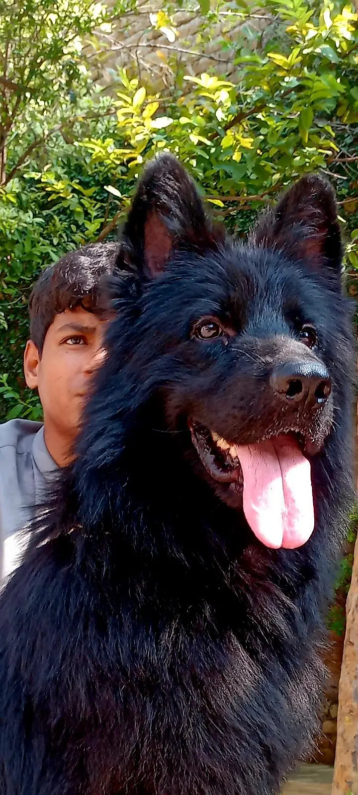 A very butiful mail dog for new home — photo 3