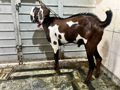 Desi bakra helthy active