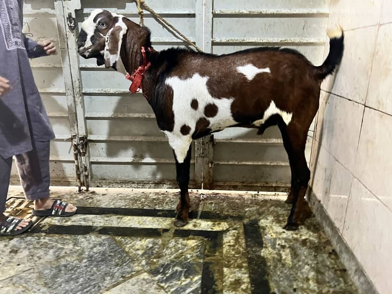Desi bakra helthy active 1