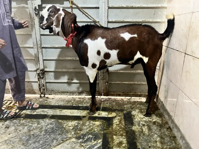 Desi bakra helthy active — photo 2