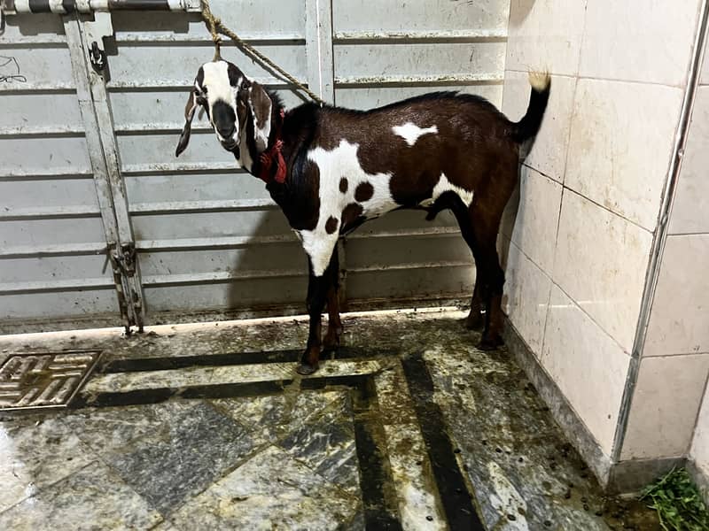 Desi bakra helthy active 2