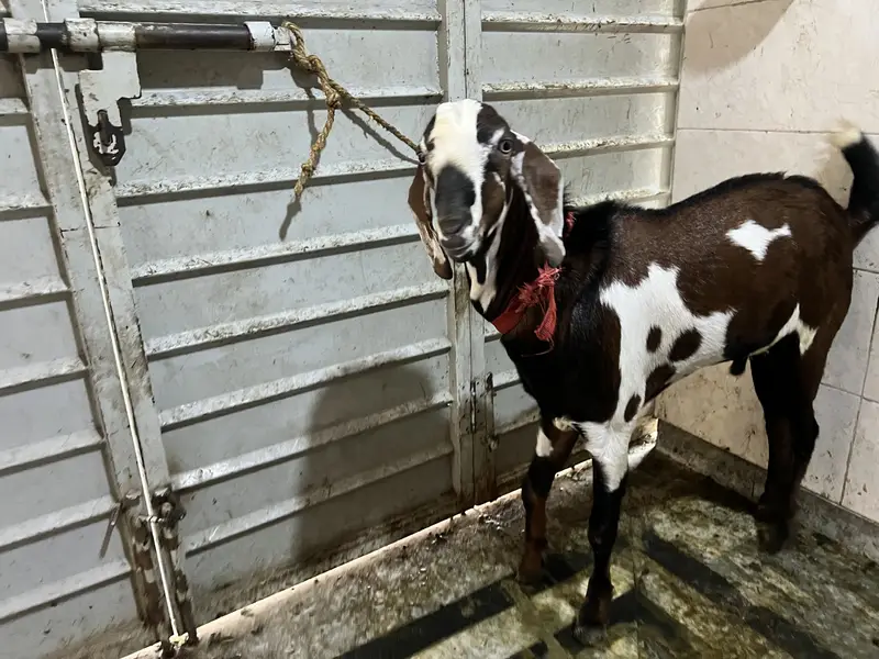 Desi bakra helthy active — photo 4