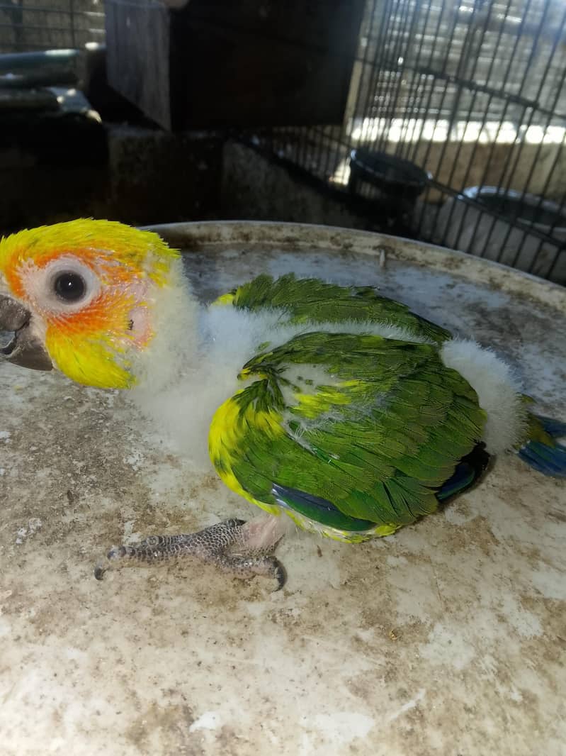 SUN CONURE CHICK 0