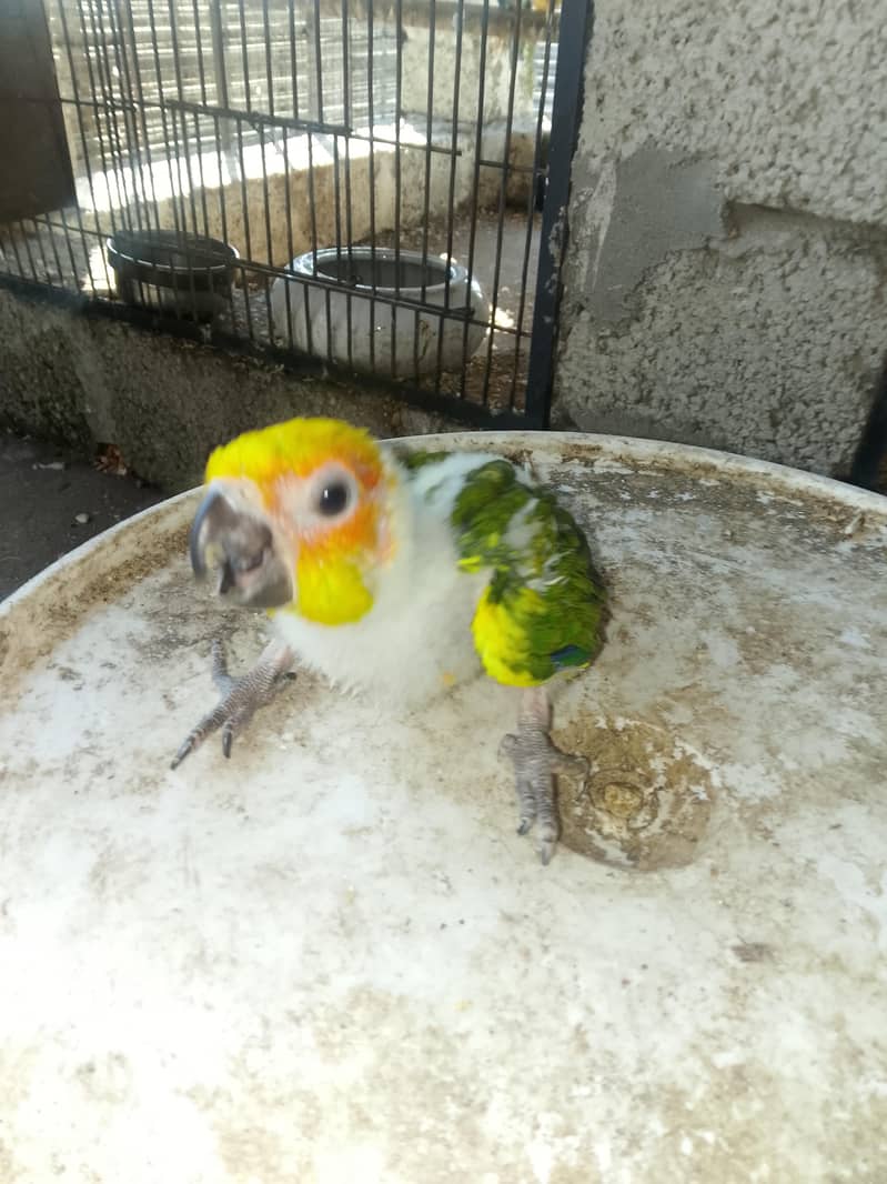SUN CONURE CHICK 1