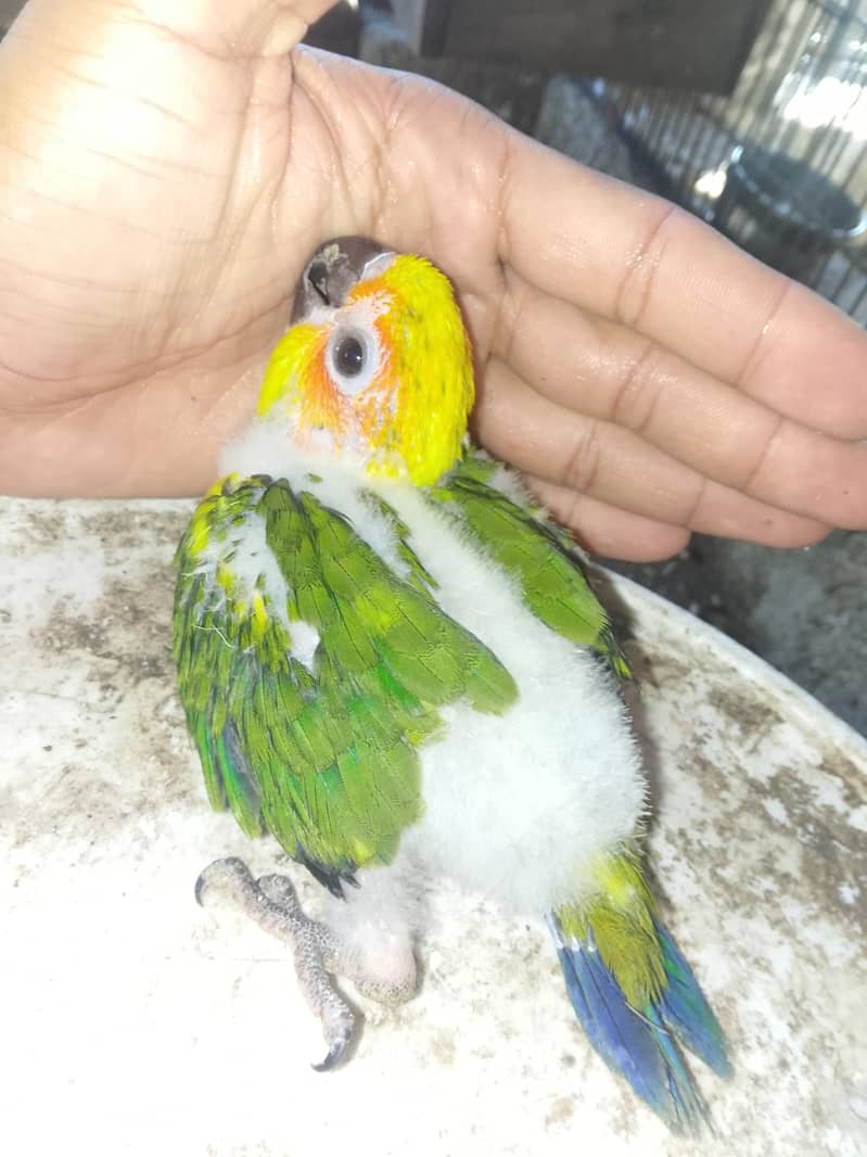 SUN CONURE CHICK 2