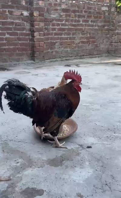 Golden Daisi rooster or egg laying hen