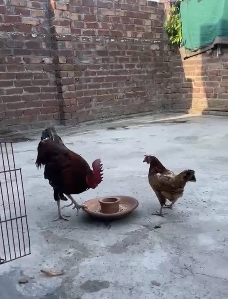 Golden Daisi rooster or egg laying hen — photo 2