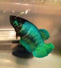 BEST quality of fish