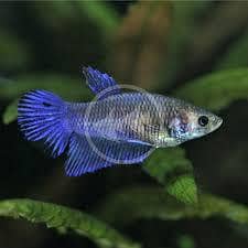 BEST quality of fish