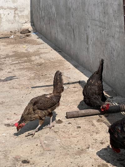 10misri murgiya for sale all are laying eggs