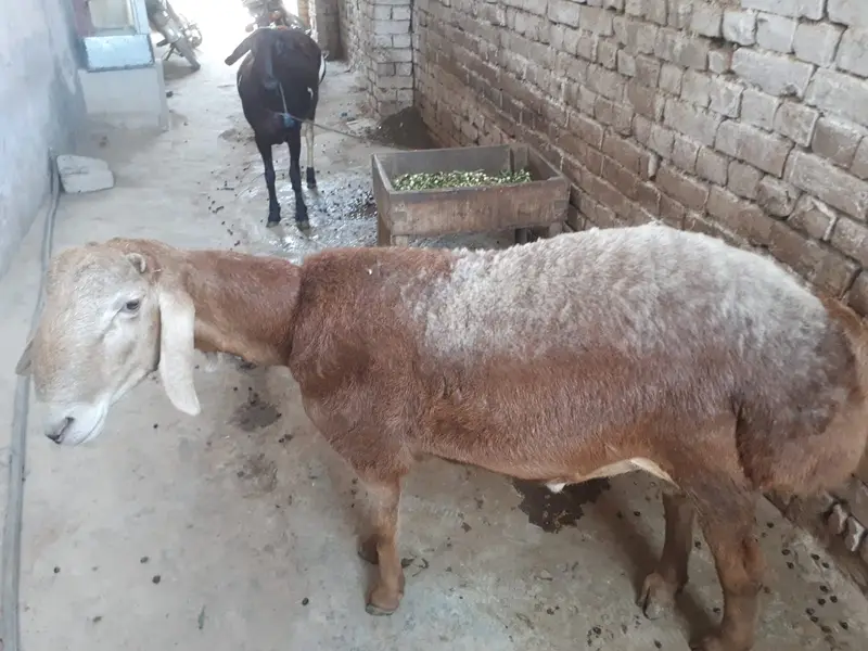 turky dumbay |kheery sheeps for sale || دونوں دنبے خوبصورت اور صحت من