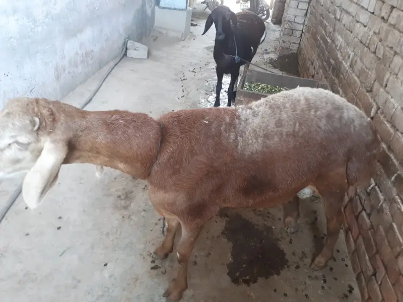 turky dumbay |kheery sheeps for sale || دونوں دنبے خوبصورت اور صحت من — photo 3