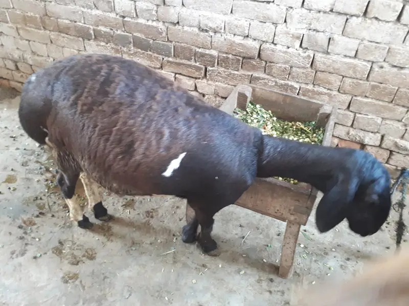 turky dumbay |kheery sheeps for sale || دونوں دنبے خوبصورت اور صحت من — photo 4