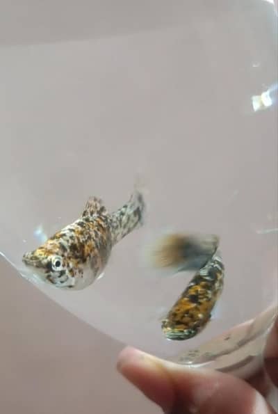 Black moontail molly, Milky molly and Marble molly
