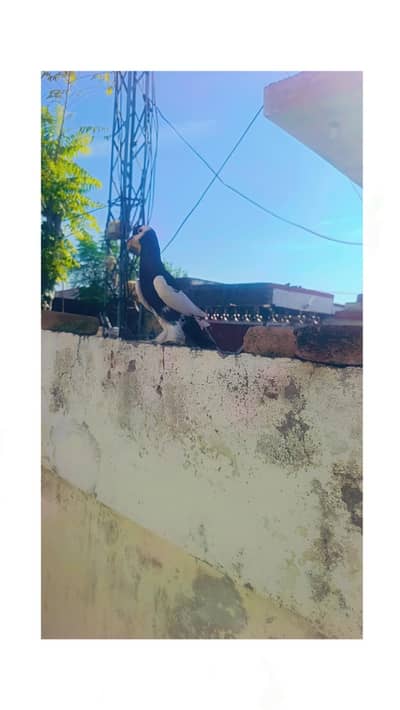 exchange with male locate mandra contact wtsap 03155404212