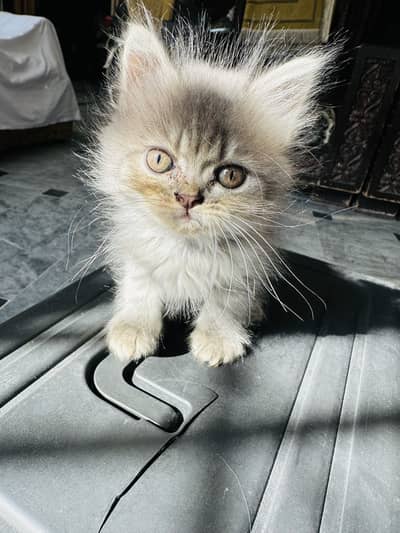 2 months pure persian kitten for sale litter Trained