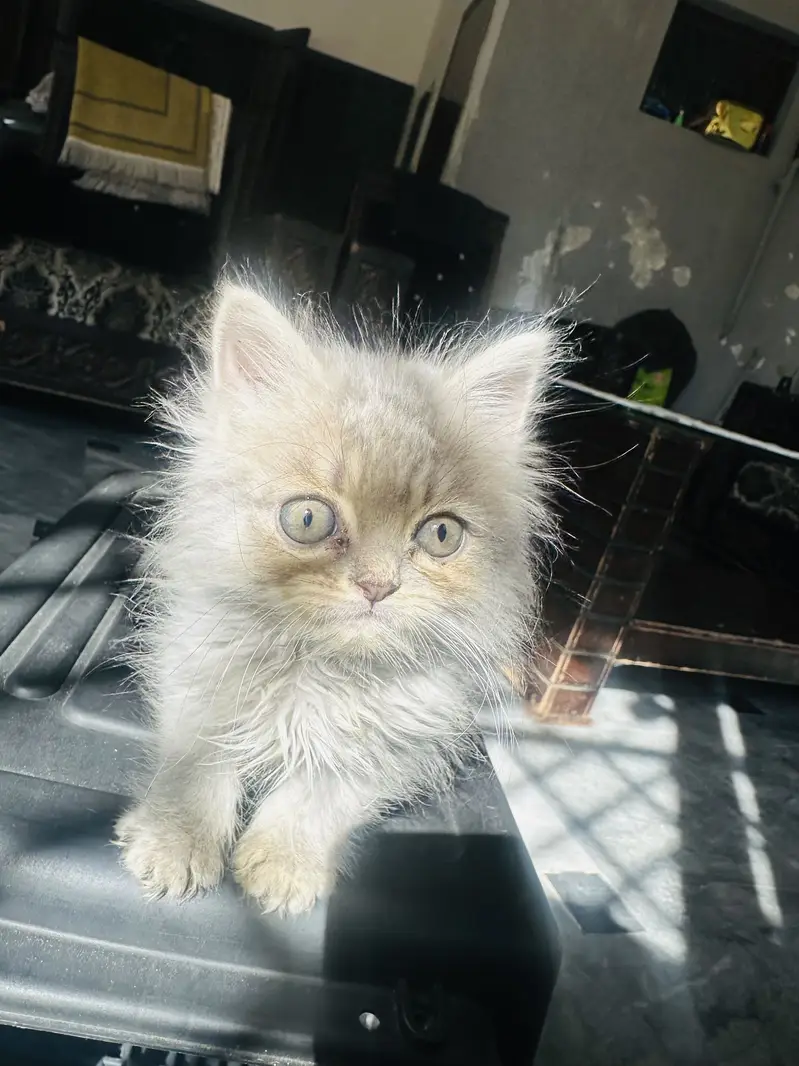 2 months pure persian kitten for sale litter Trained — photo 2
