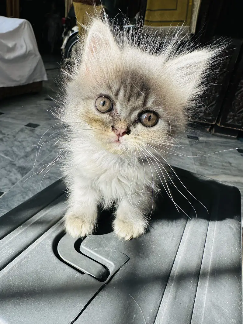 2 months pure persian kitten for sale litter Trained — photo 3